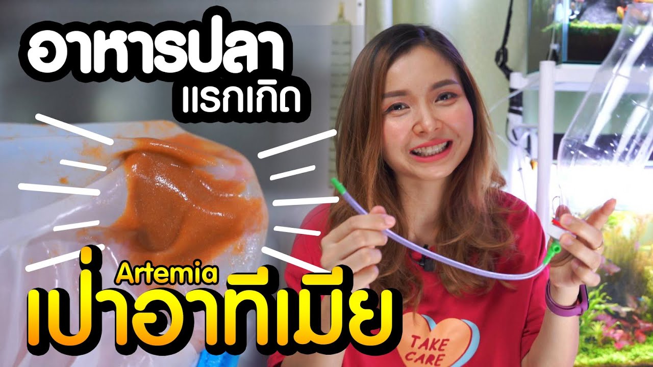 สอนเป่าอาร์ทีเมีย อาหารลูกปลาแรกเกิด กินได้ยันโต ทำได้ง่ายๆ | มาแรงมด MarangMod Channel