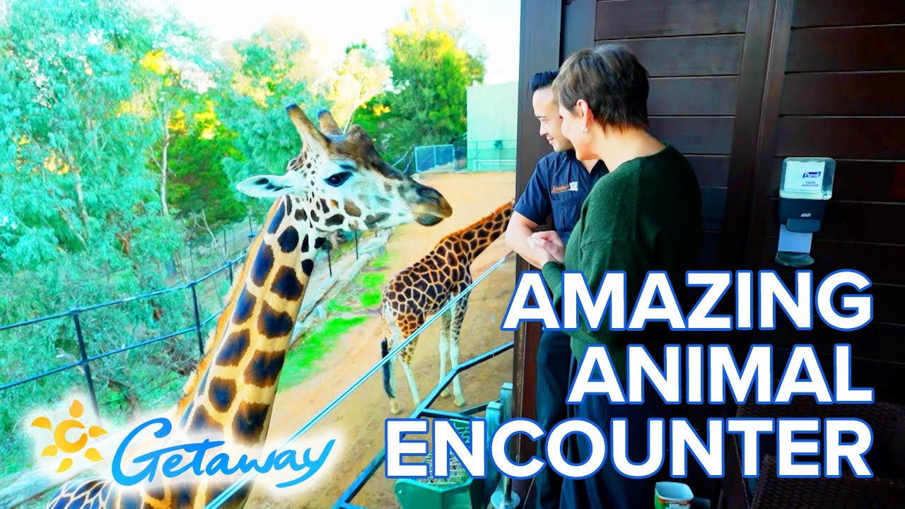 Stay Overnight With Wild Animals | Getaway Travel Guide