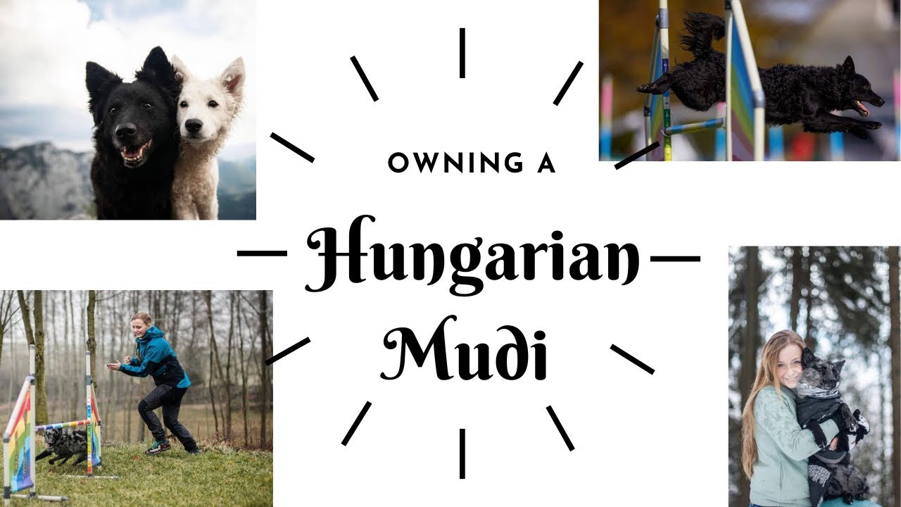 OWNING A DOG - HUNGARIAN MUDI