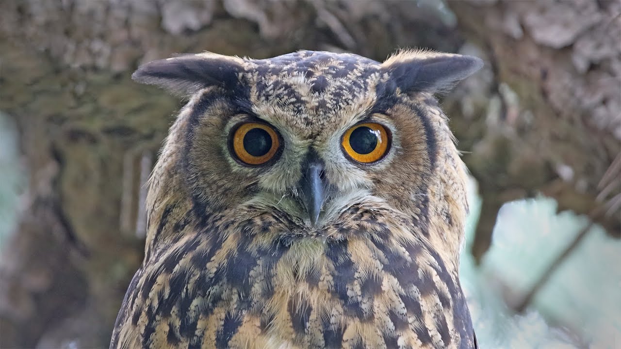 부엉이를 보면 복이 옵니다. 4K  Seeing an owl brings good luck. #owl #부엉이