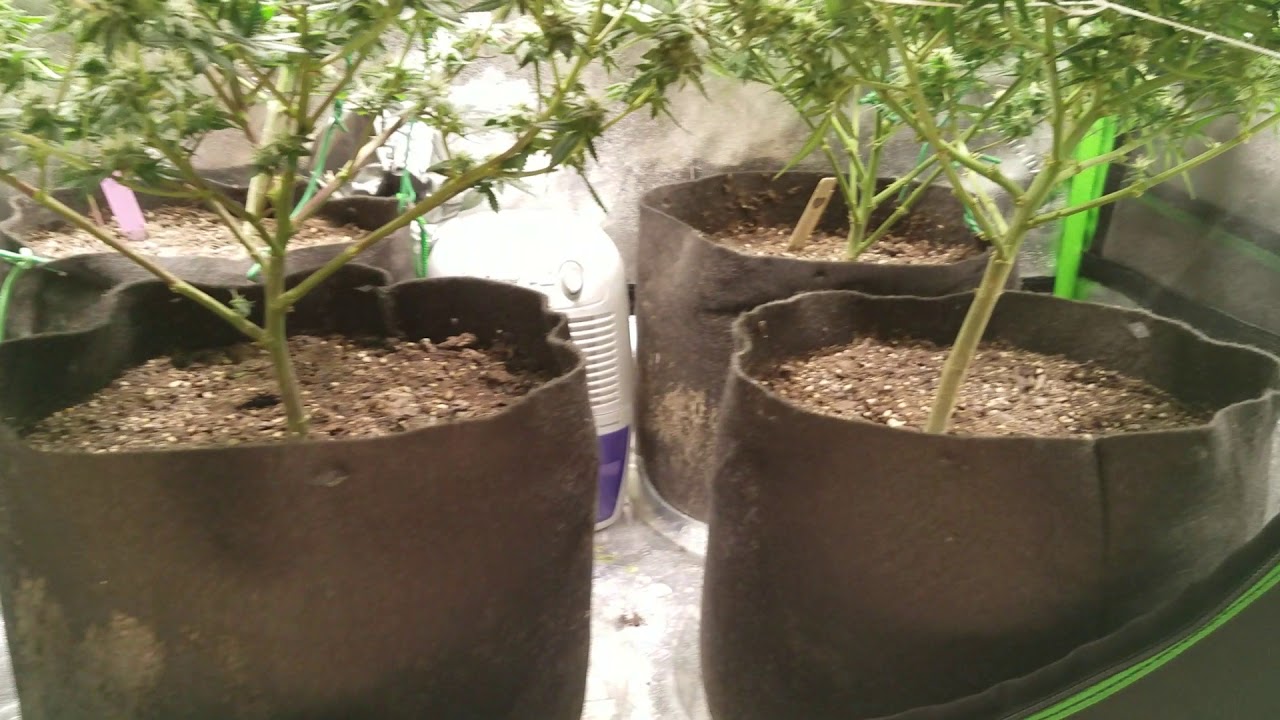 Mars Hydro Sp250 2x4 Grow