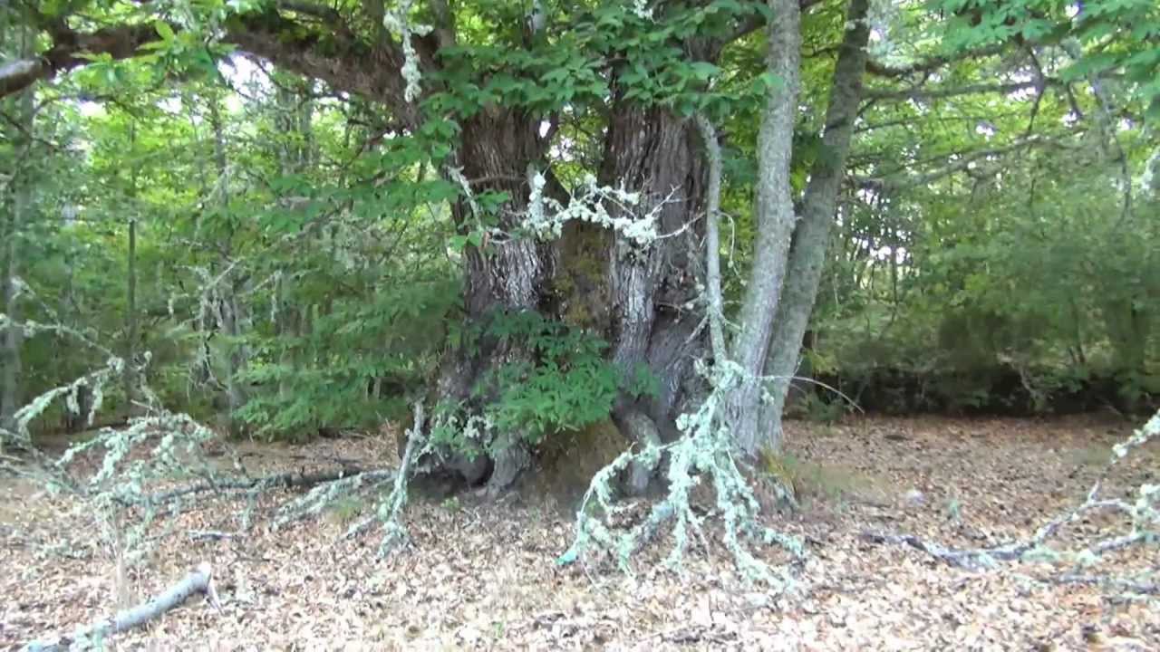 Las Cavenes de El Cabaco y La Senda de los Castaños