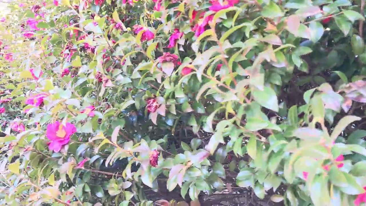 #오늘의 지혜  “성공은 행복의 열쇠가 아니라, 행복이 성공의 열쇠다.”