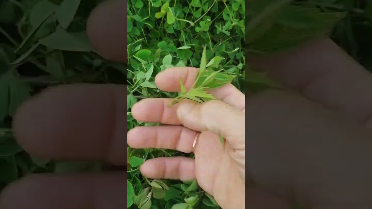Марсилия. Аквариумное растение в открытом грунте. Краснодарский край.