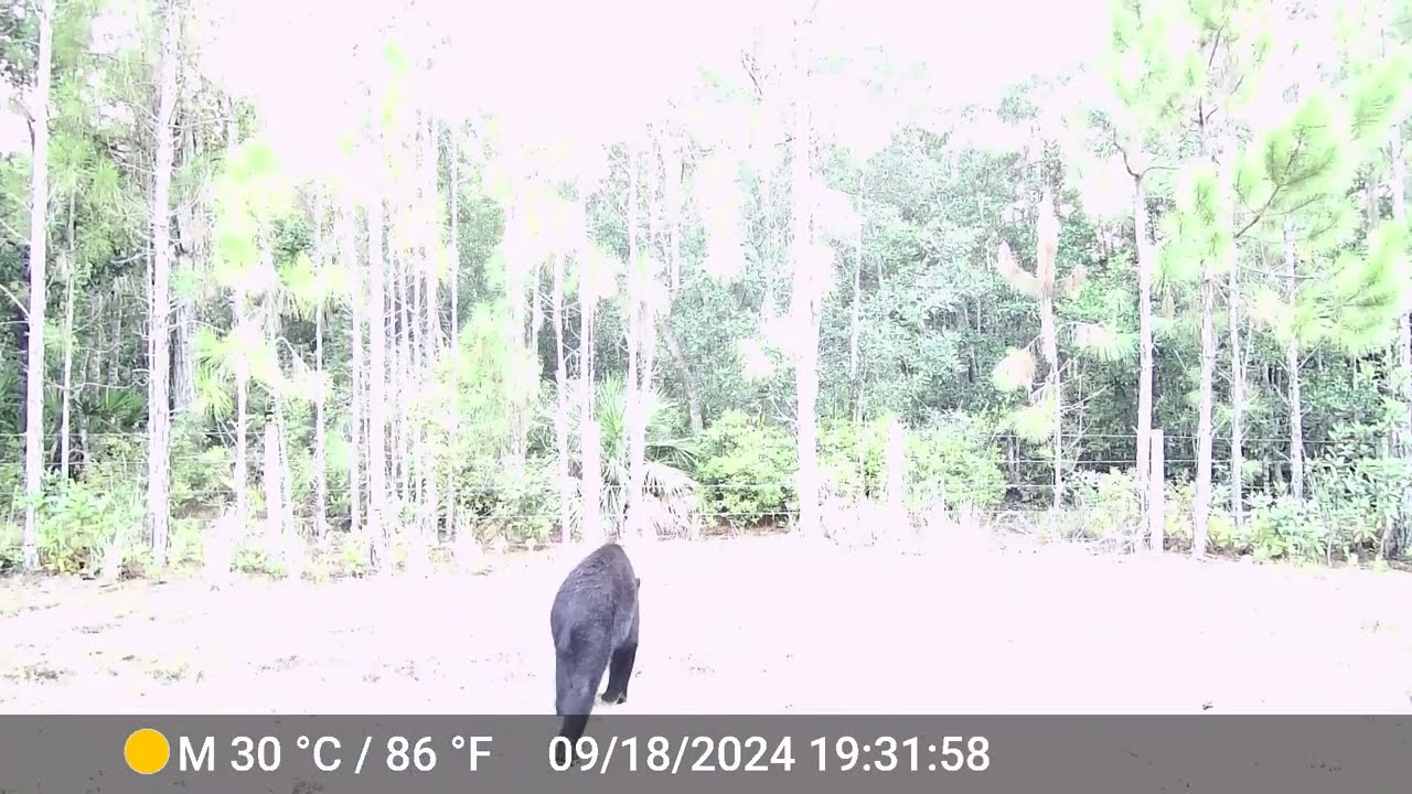 Bear investigating the trail cam