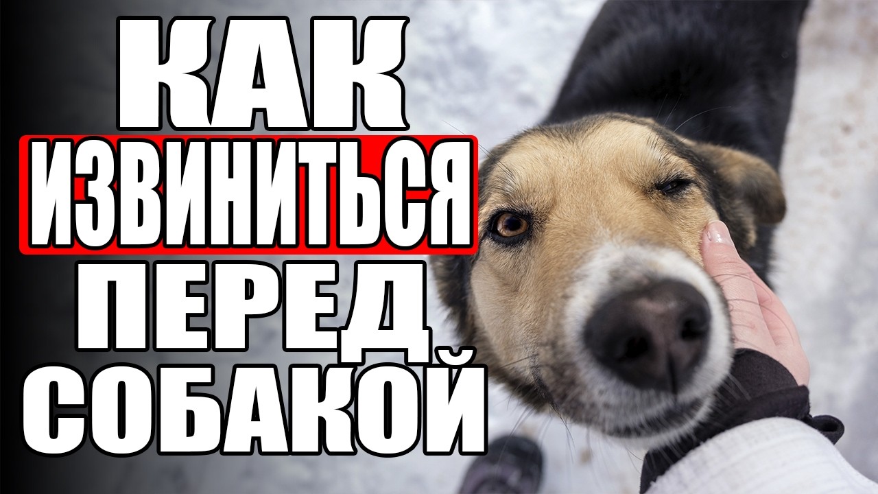 Как ИЗВИНИТЬСЯ Перед Своей Собакой?