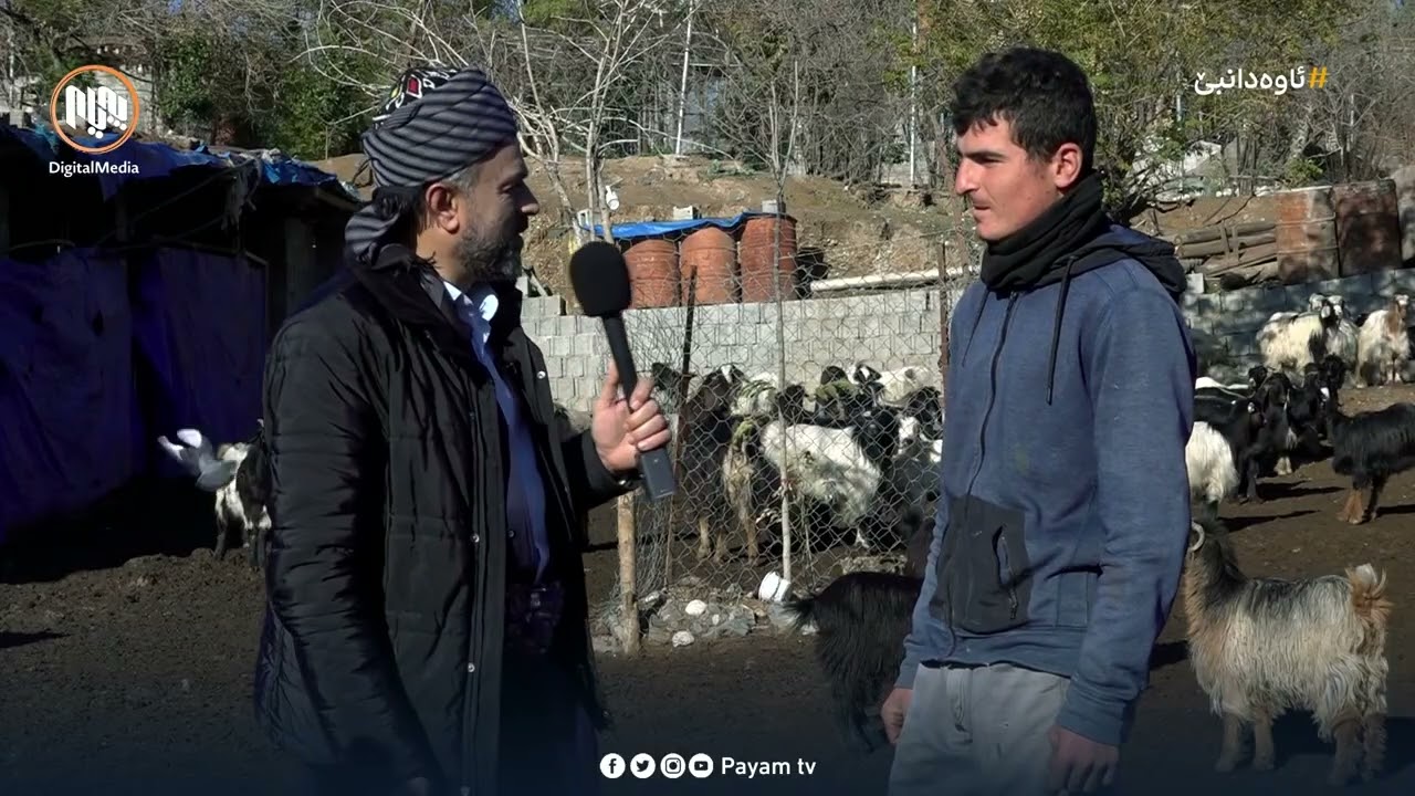 پەیوەند عومەر لە شوانەکە دەپرسێت: مەڕو بزن چۆن پێکەوە دەحەوێنەوە