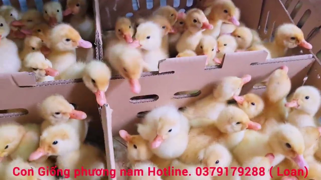 Em chào quý cô Bác anh chị gần xa  .em xin giới thiệu vịt siêu nạc ri mau. 