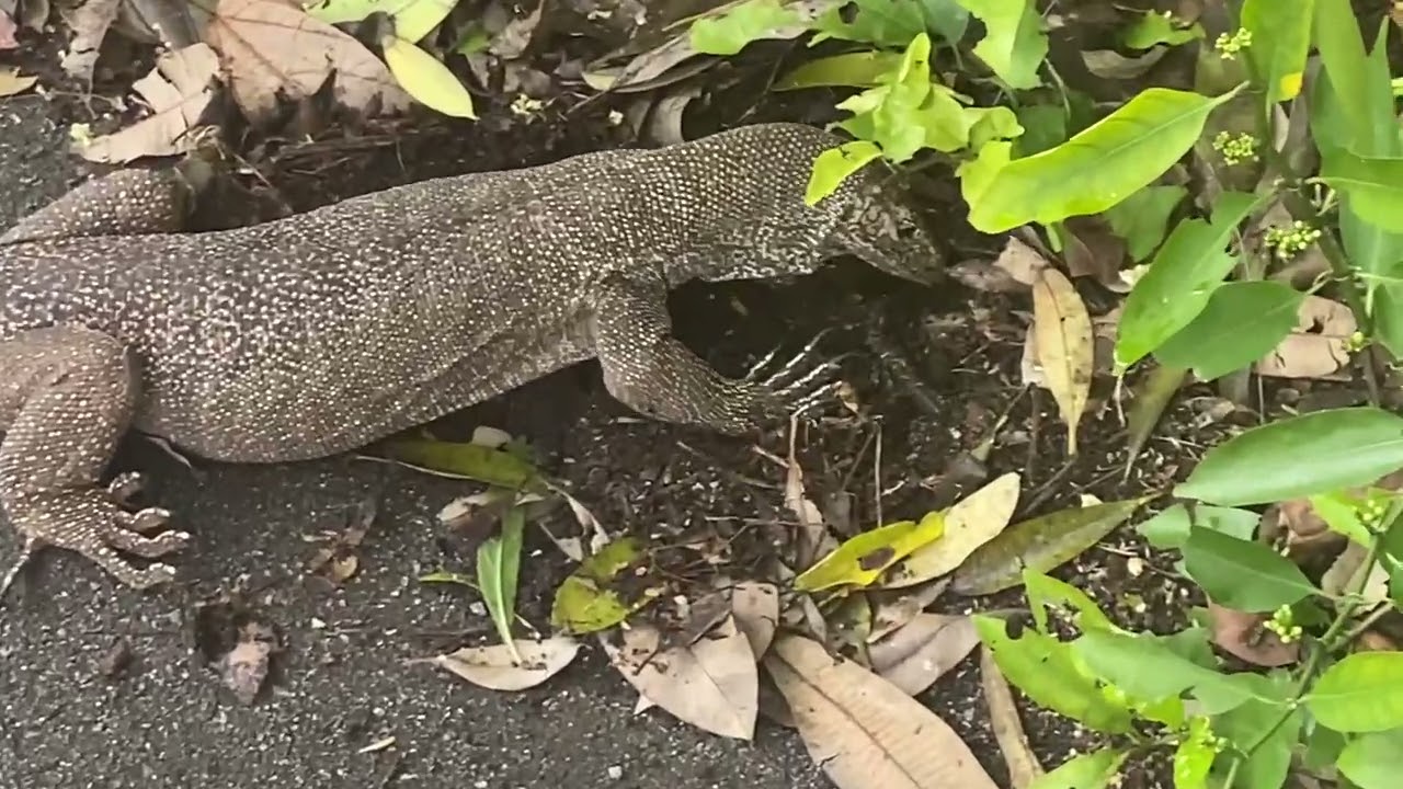 Spot Monitor Lizards at Botanic Gardens, Singapore 