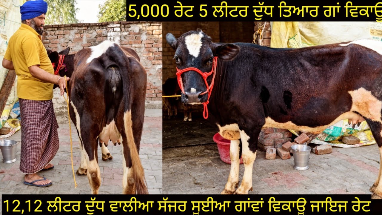 #ਸੱਜਰ ਸੂਈਆ ਗਾਂਵਾਂ ਵਿਕਾਊ ਜਾਇਜ ਰੇਟ 3 cows for sale #best #qulity #cow #sale #viralvideo #shere 