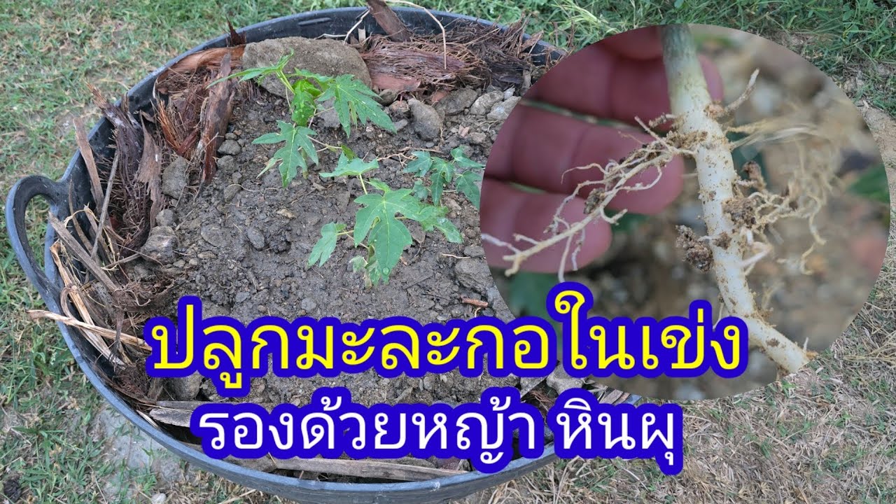 ปลูกมะละกอในเข่ง มีรูระบาย  ใช้หินผุ