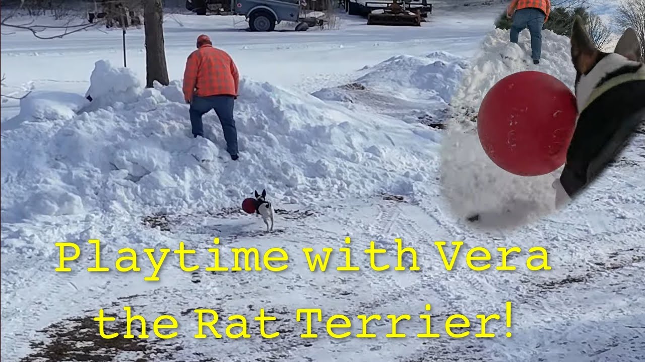 Playing with Vera the Rat Terrier, Vera cam and drone!