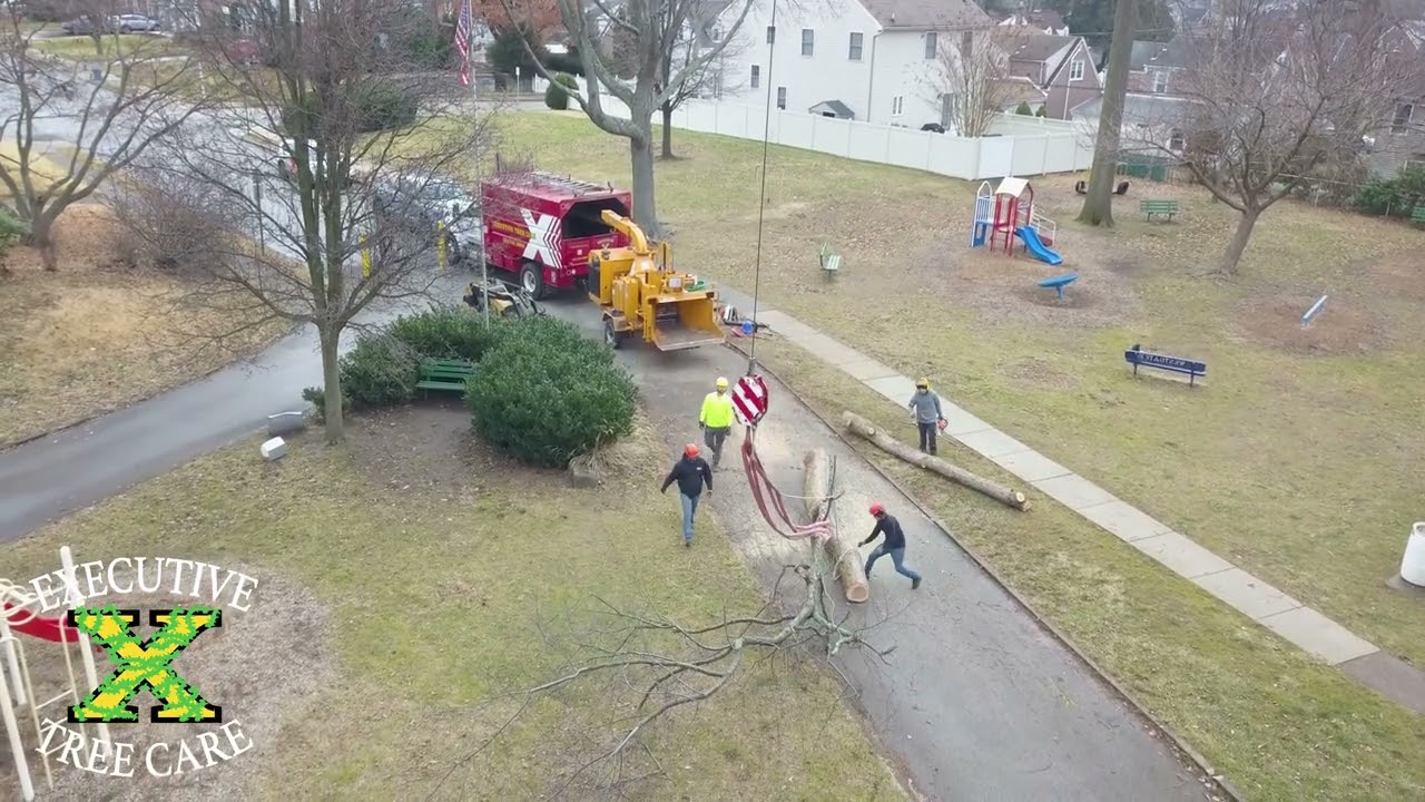 Dead Tree Removal at Westgate Hills Park in Havertown, PA