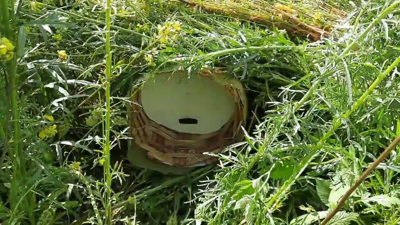 كيفية صيد طرود النحل بدون تكاليف