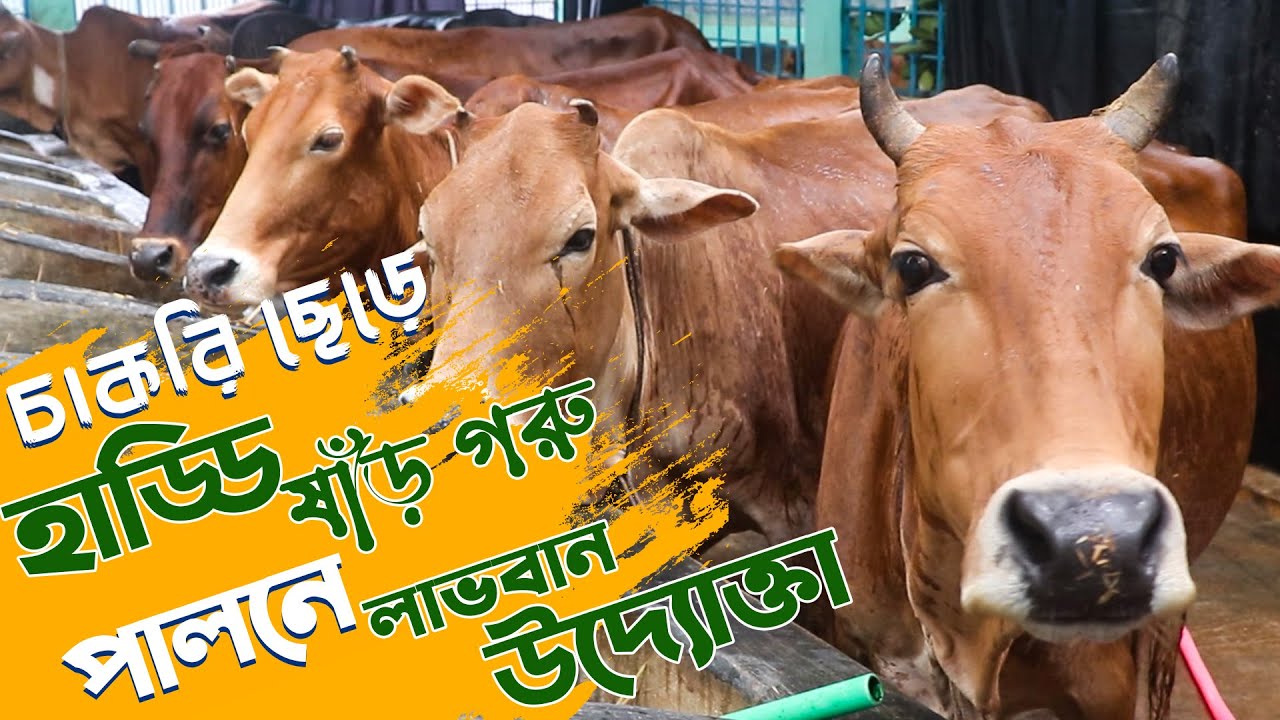 চাকরি ছেড়ে হাড্ডিসার গরু মোটাতাজাকরণে লাভবান উদ্যোক্তা | Cow Fattening Farm | Safollo Kotha
