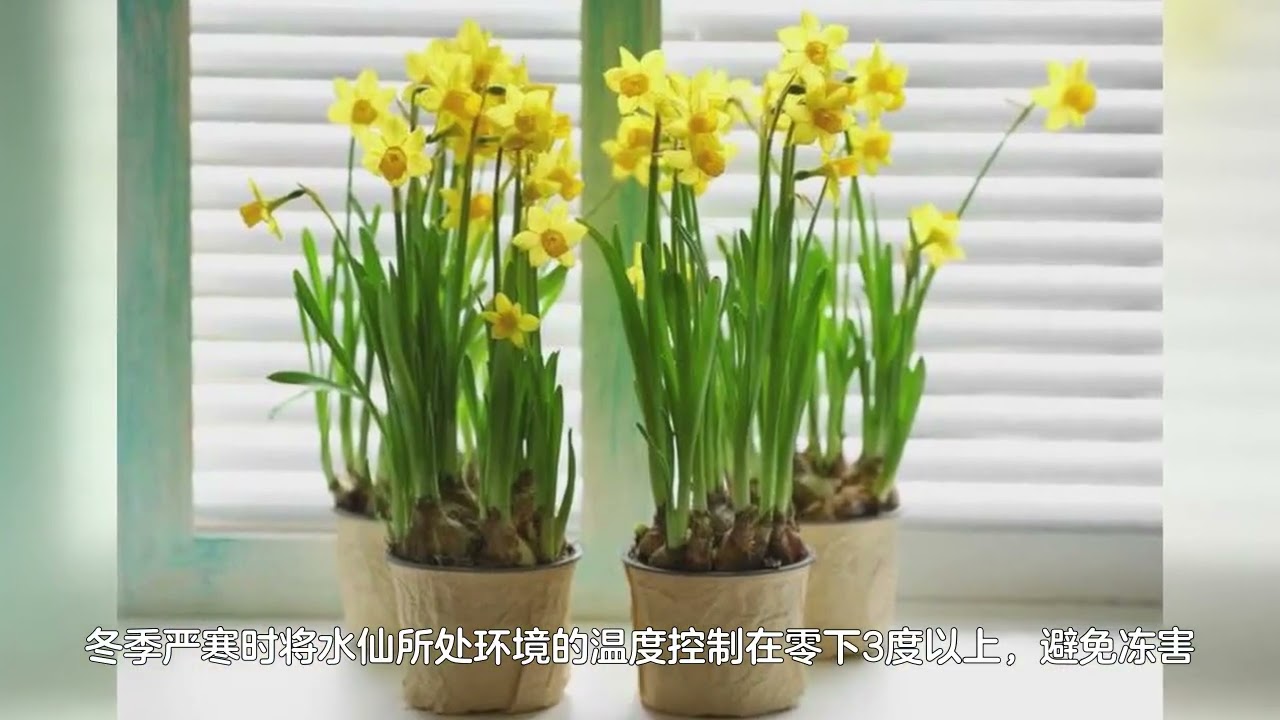 土培水仙花开完花以后怎么处理