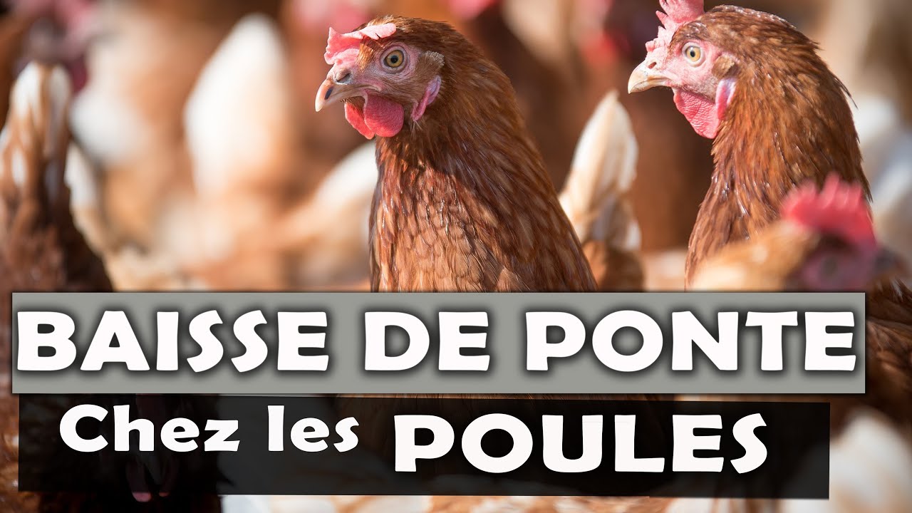 ELEVAGE DE POULE PONDEUSE: Voici ce qui cause la baisse ou la chute de ponte chez les poules