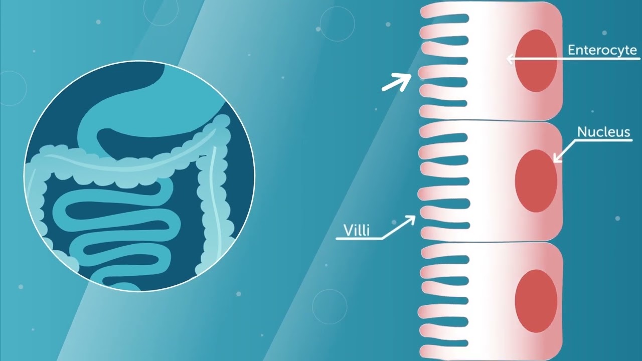 Probi Digestis® probiotic mode of action - Explainer video