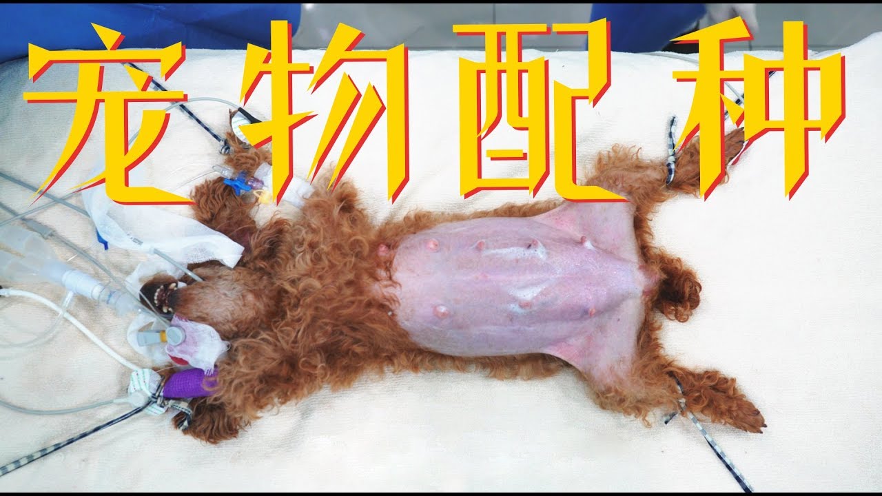 给宠物配种是什么鬼？我们记录了一只狗从交配到生产的全过程丨当下频道DXChannel丨当下新消费NEW CONSUMERISM