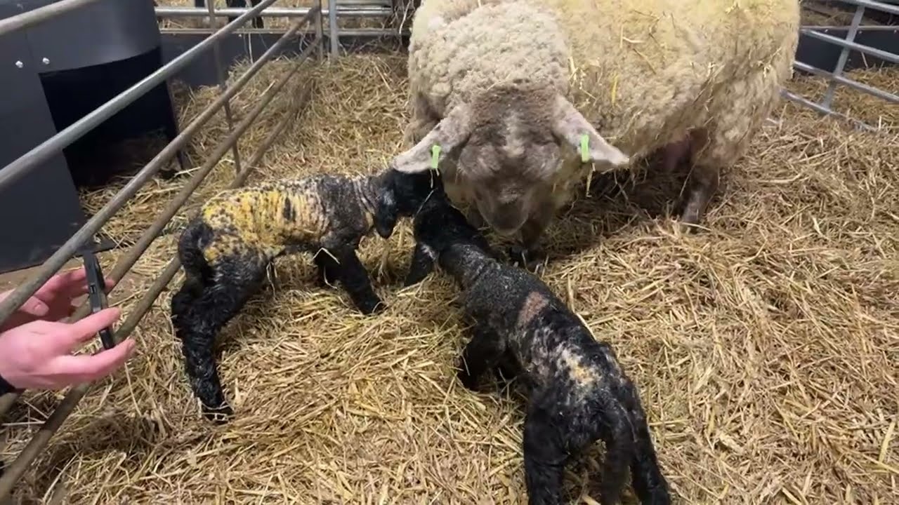 Fiona has lambed!! She’s done it!