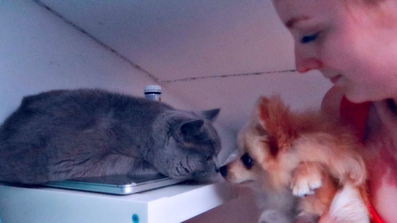 VLOG: ЗНАКОМСТВО! 23.07.17