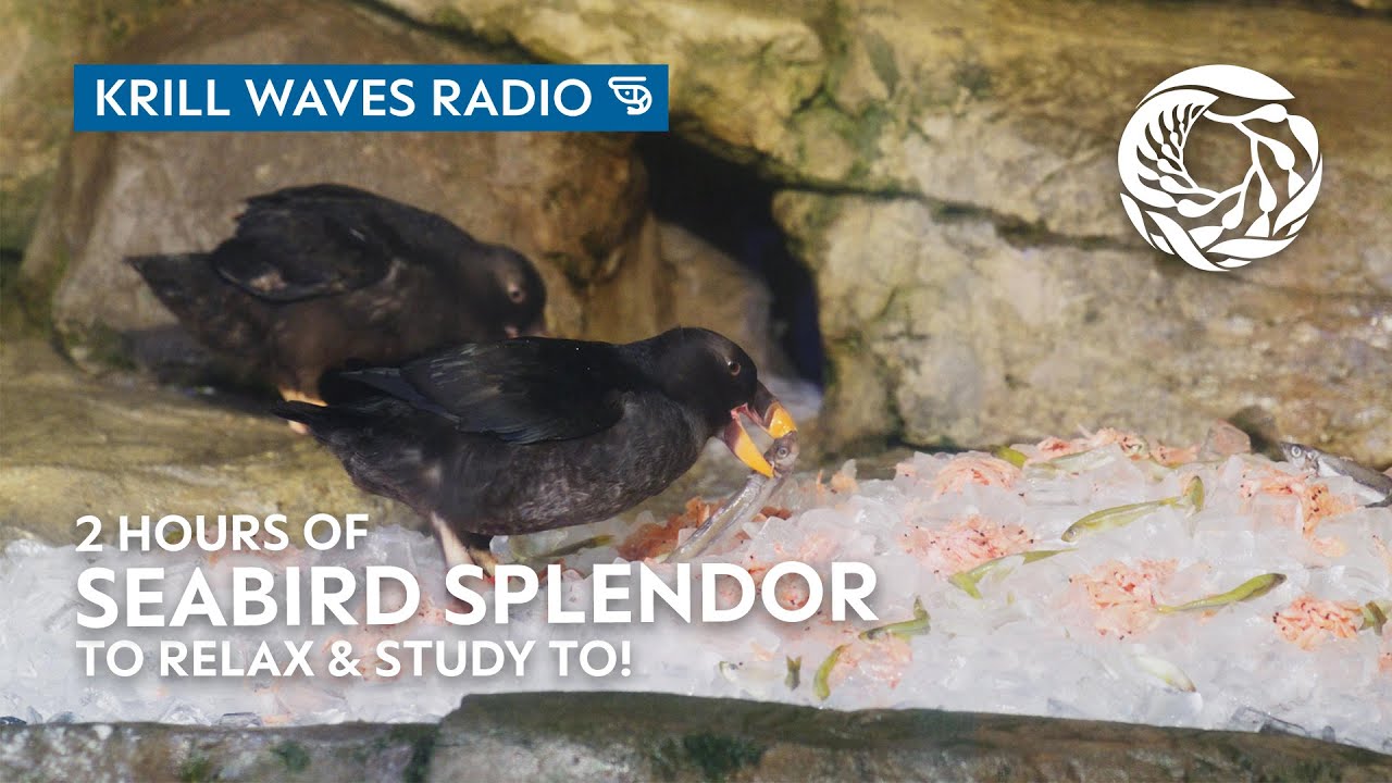 2 Hours of Seabird Splendor to Relax/Study to | Lofi Beats | Monterey Bay Aquarium Krill Waves Radio