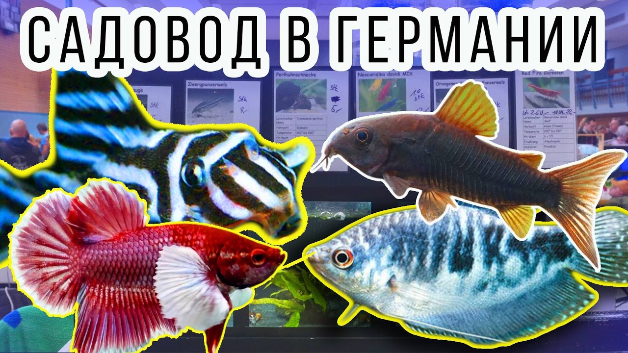 Большой Птичий Рынок Садовод в Германии! Птичий рынок в Германии: Ассортимент, который вас поразит!