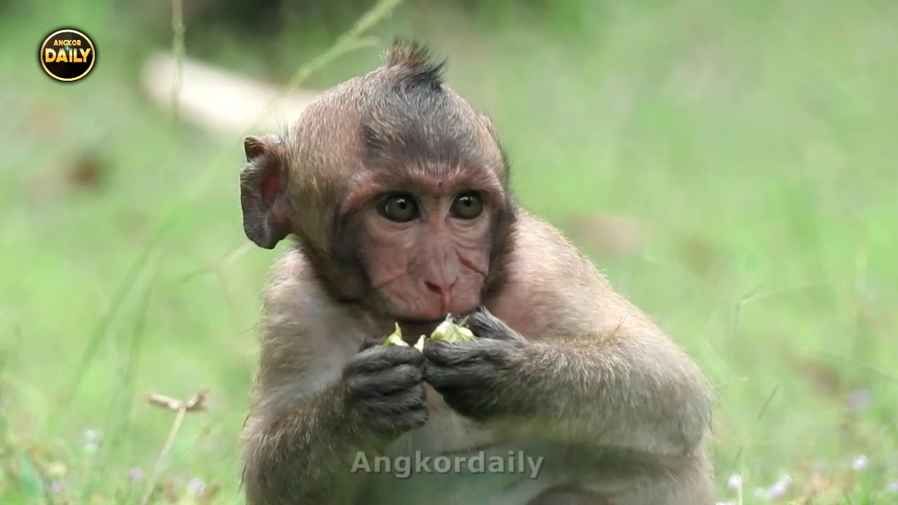 The Spoil Baby Gags Banana/ He Scared the other Seized His Amazing Angkordaily 1288
