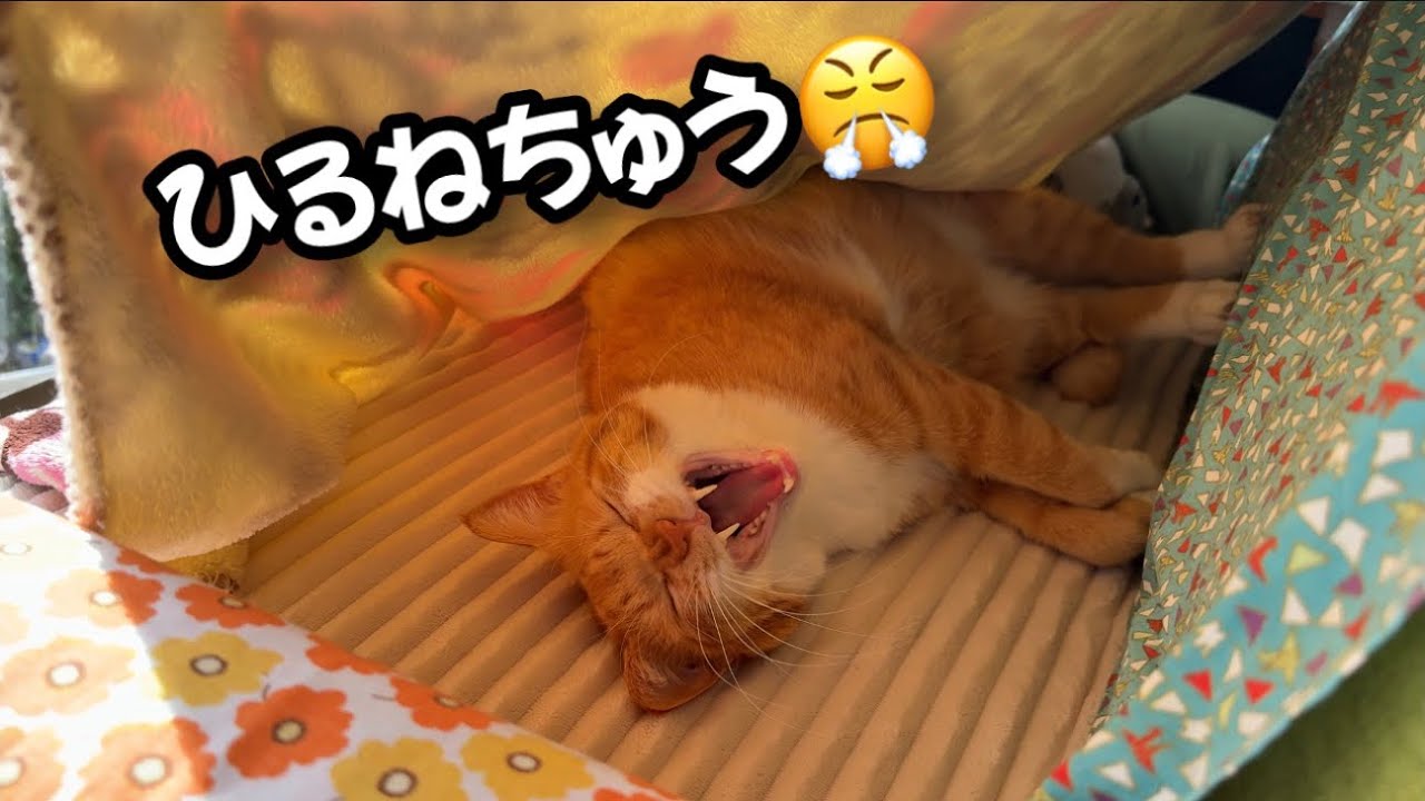 縁側で過ごすココの１日