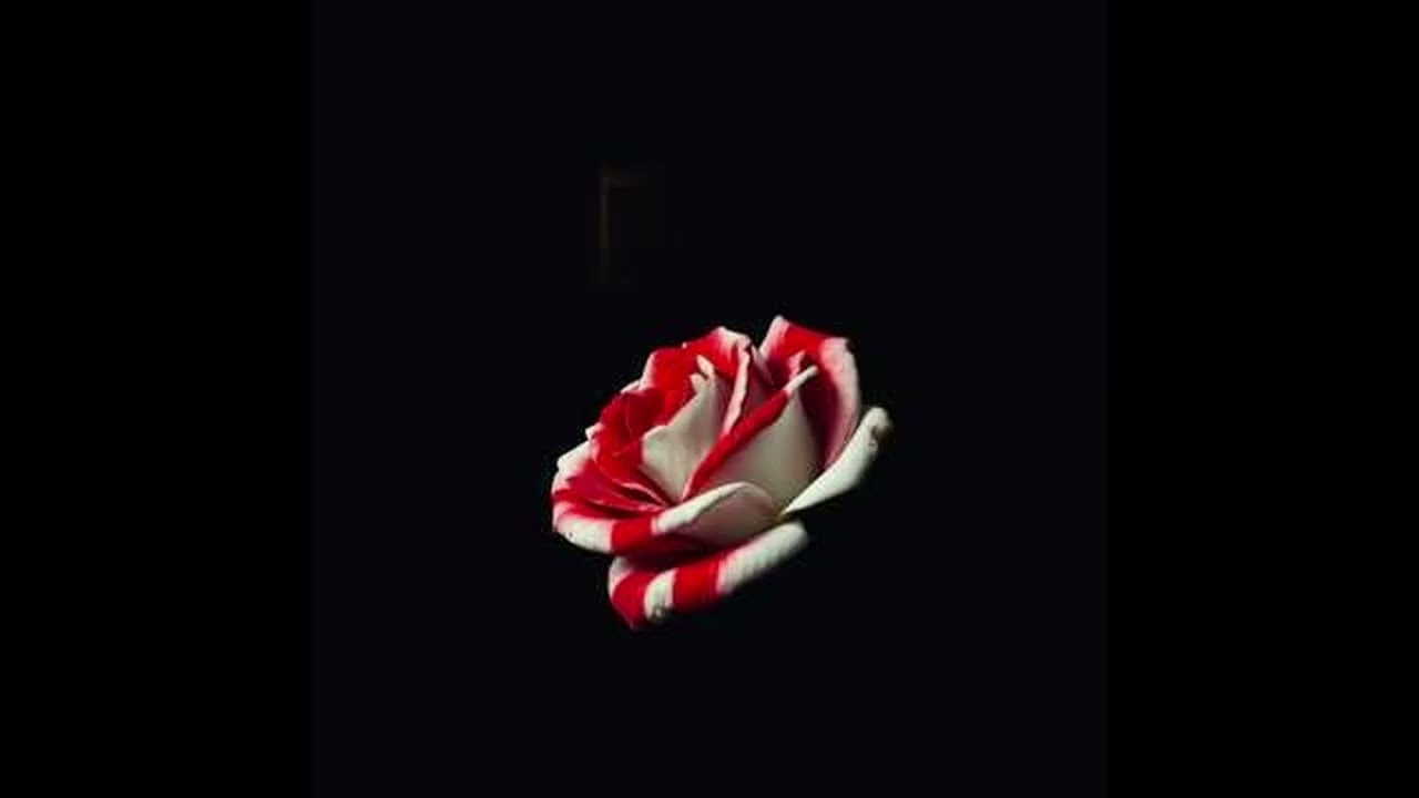 Bloody White Rose