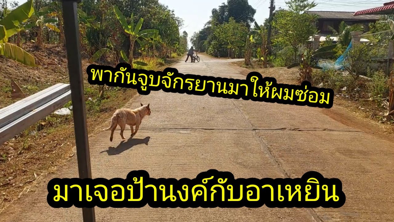 ป้านงค์และเจ้าเหยิน เดินจูงจักรยานมาให้ผมซ่อม#จิตอาสา 