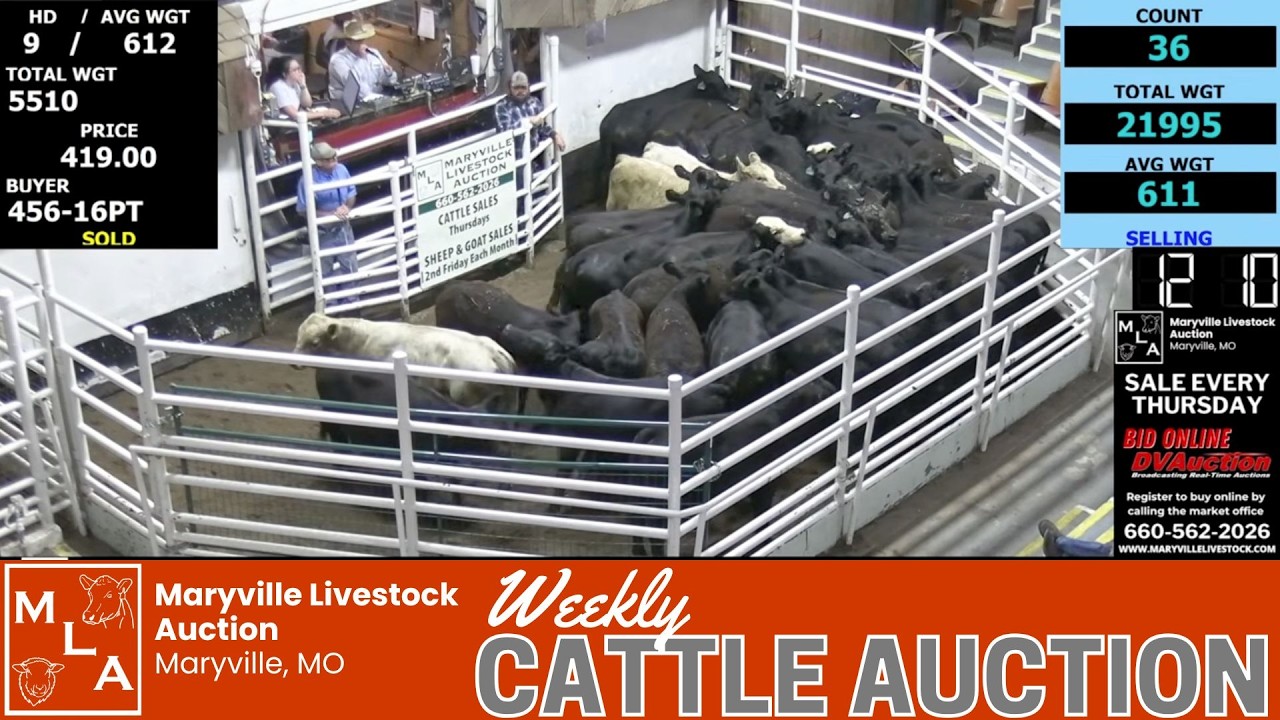 MARYVILLE LIVESTOCK AUCTION | Weekly All-Class Cattle Auction #MissouriCattle #cattleprices 7/9/2026