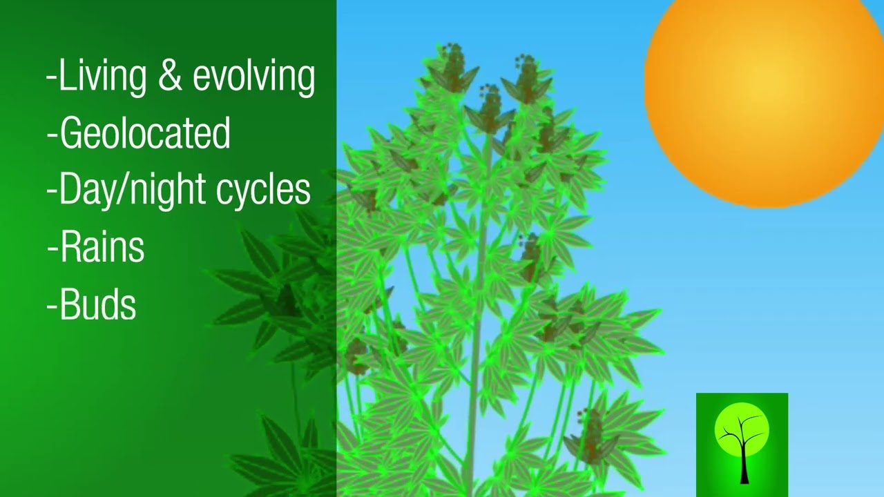 CardanoTrees - CT Cannabis 2