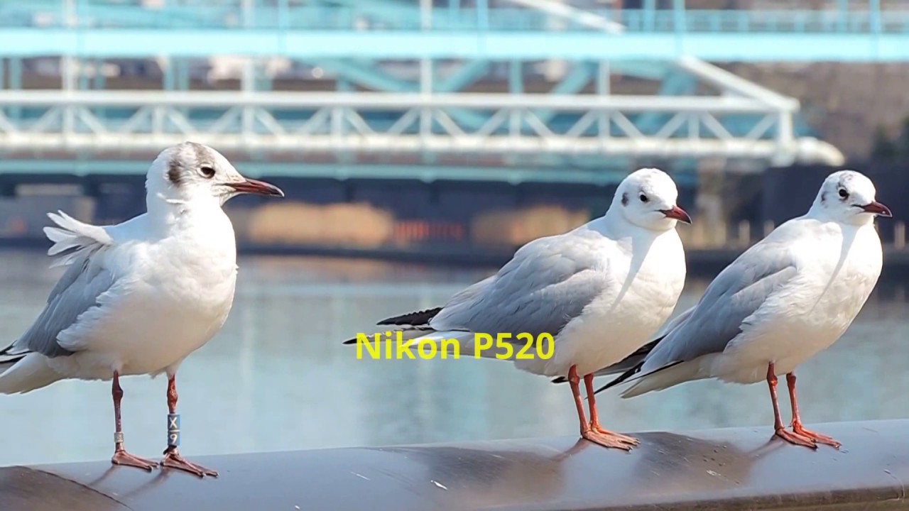 Panasonic Lumix FZ1000 VIDEO TEST Vol.①