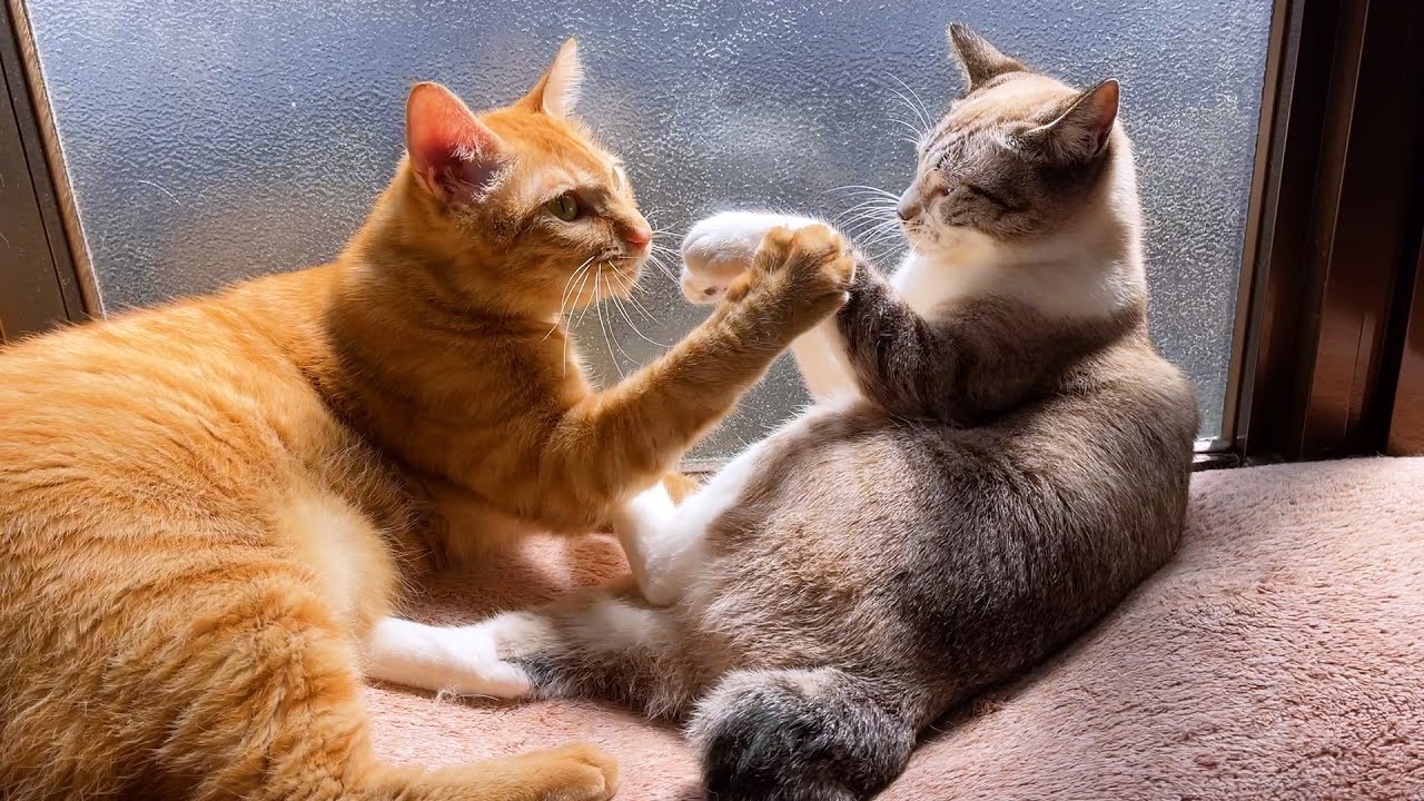 柴犬の肉球大好きな茶トラ猫は妹想いの優しいお兄ちゃん♥