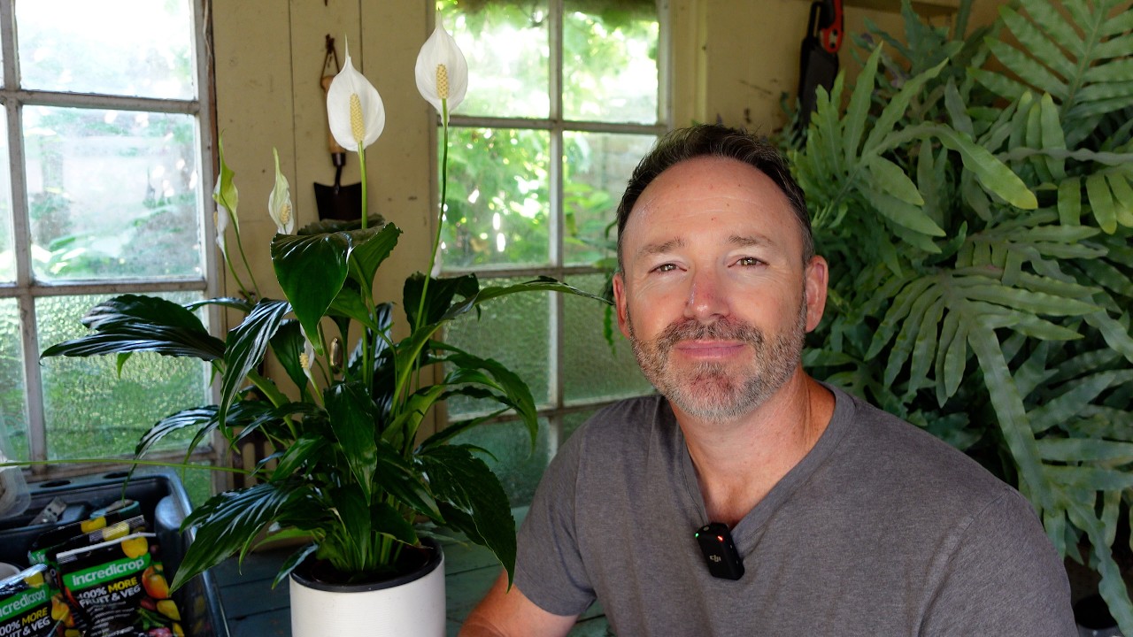 Advanced Peace Lily Watering - Beyond The Basics