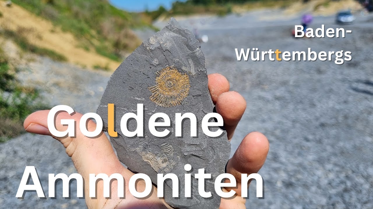 Ich suche Ammoniten in Baden-Württemberg
