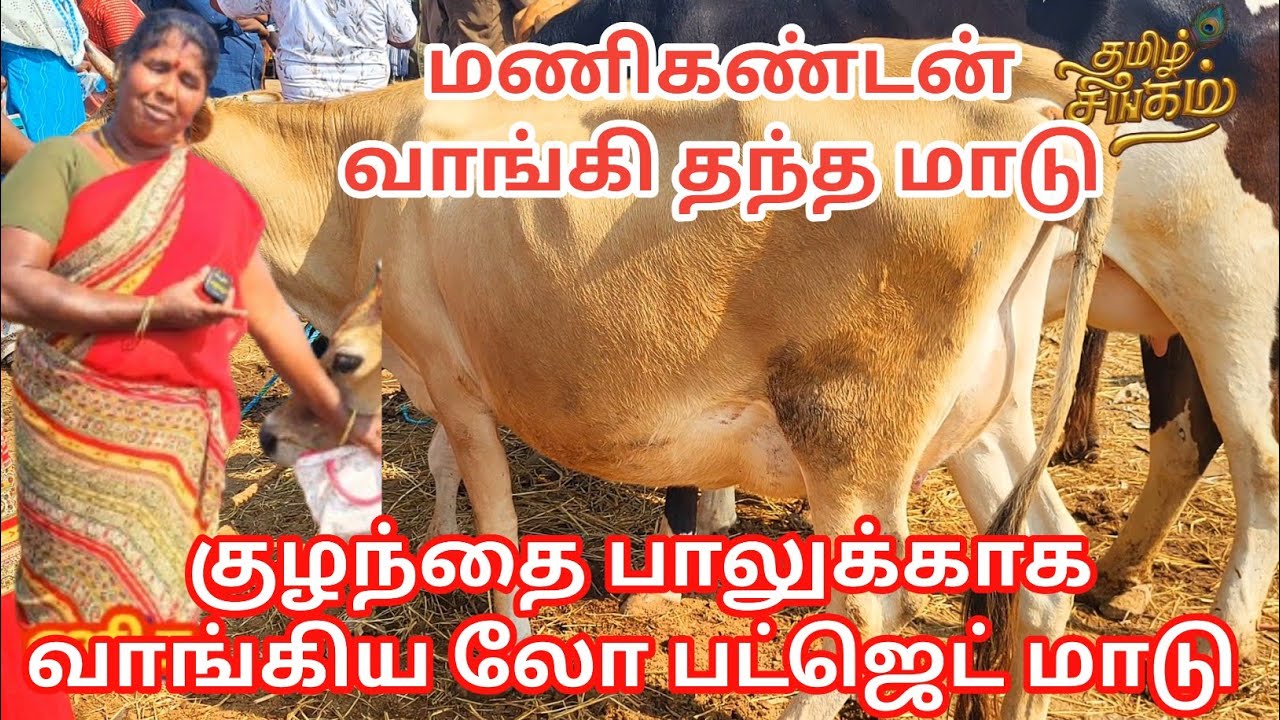 கருங்கல்பாளையம் மாட்டுச்சந்தை குழந்தை பாலுக்கு வாங்கிய லோ பட்ஜெட் மாடு #கருங்கல்பாளையம் 