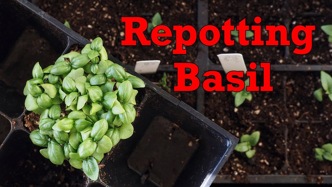 Repotting Basil Starts