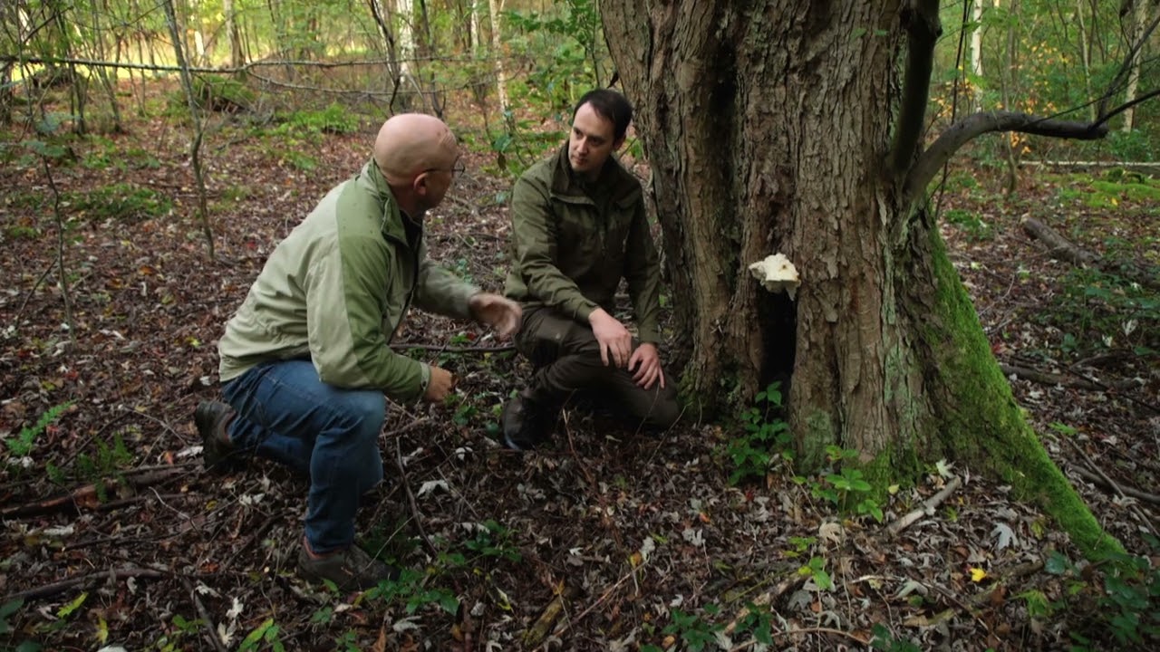 Hoe verspreiden paddenstoelen zich? | Natuur en Zo