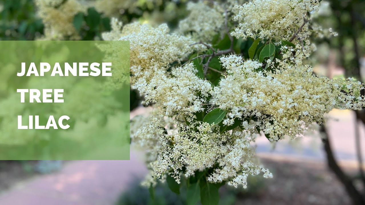 Beautiful Japanese Tree Lilacs in Manitou Springs