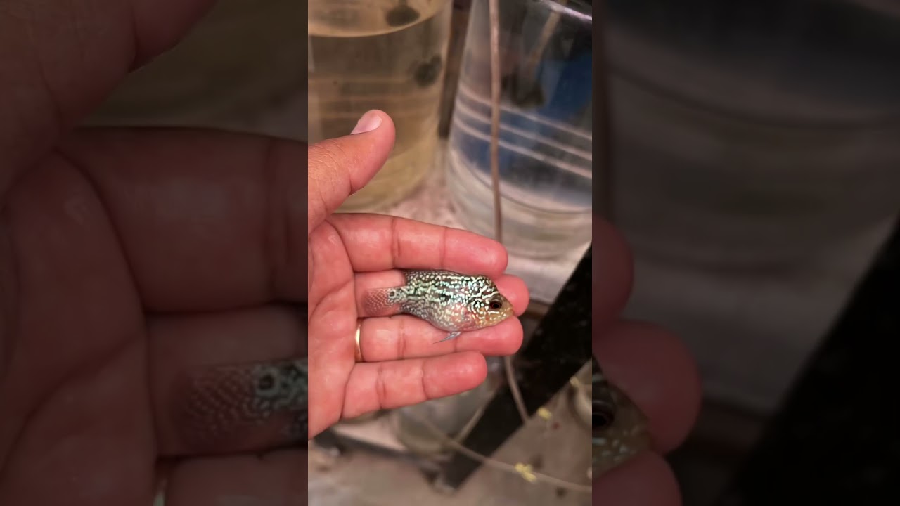 Srd Flowerhorn ₹350 range 1 inch head pop whole sale and retail available 8870577875