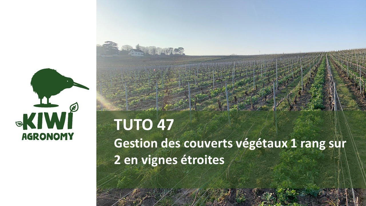 Gestion des couverts végétaux 1 rang sur 2 en vignes étroites