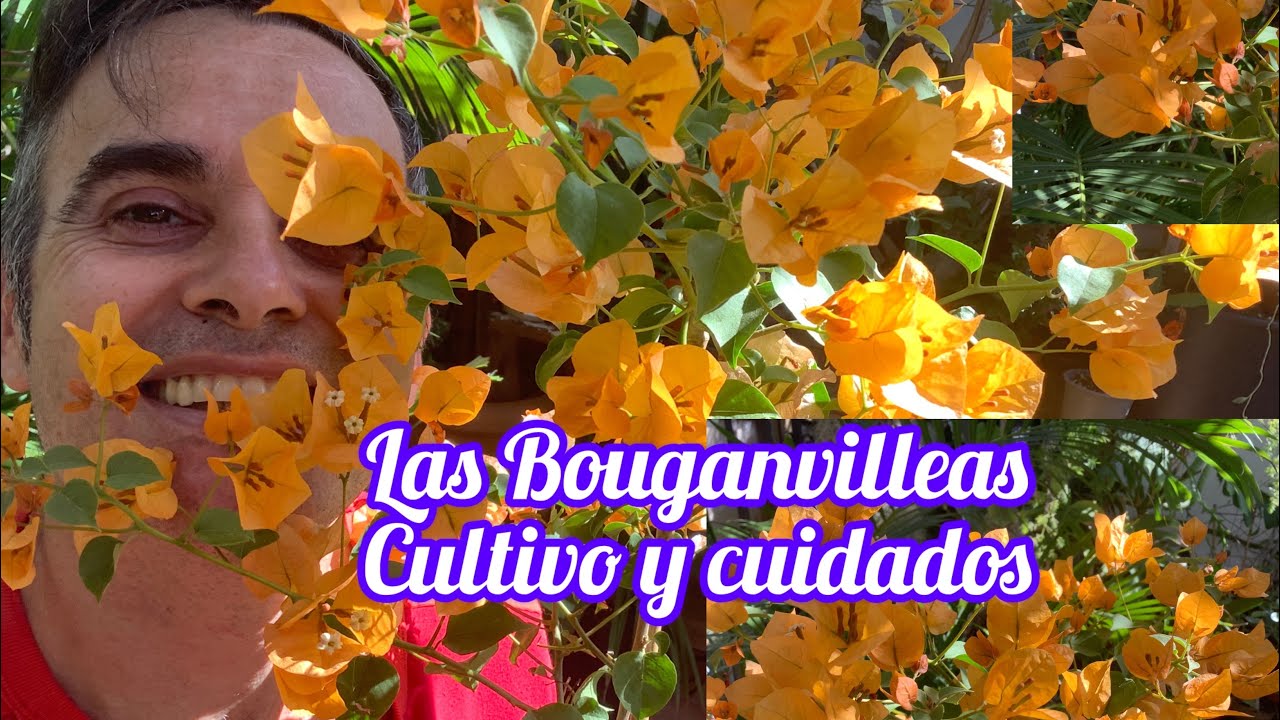 Las Bouganvilleas Cultivo y cuidados CAP 229