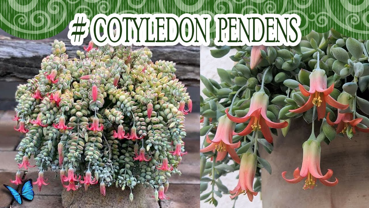 #Suculentadodia! | Cotyledon Pendens