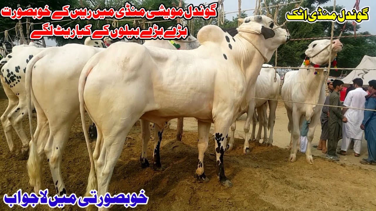 Beautiful Big Dhani Bulls New Rates in Gondal Mandi by Chachh ke Rang Channel