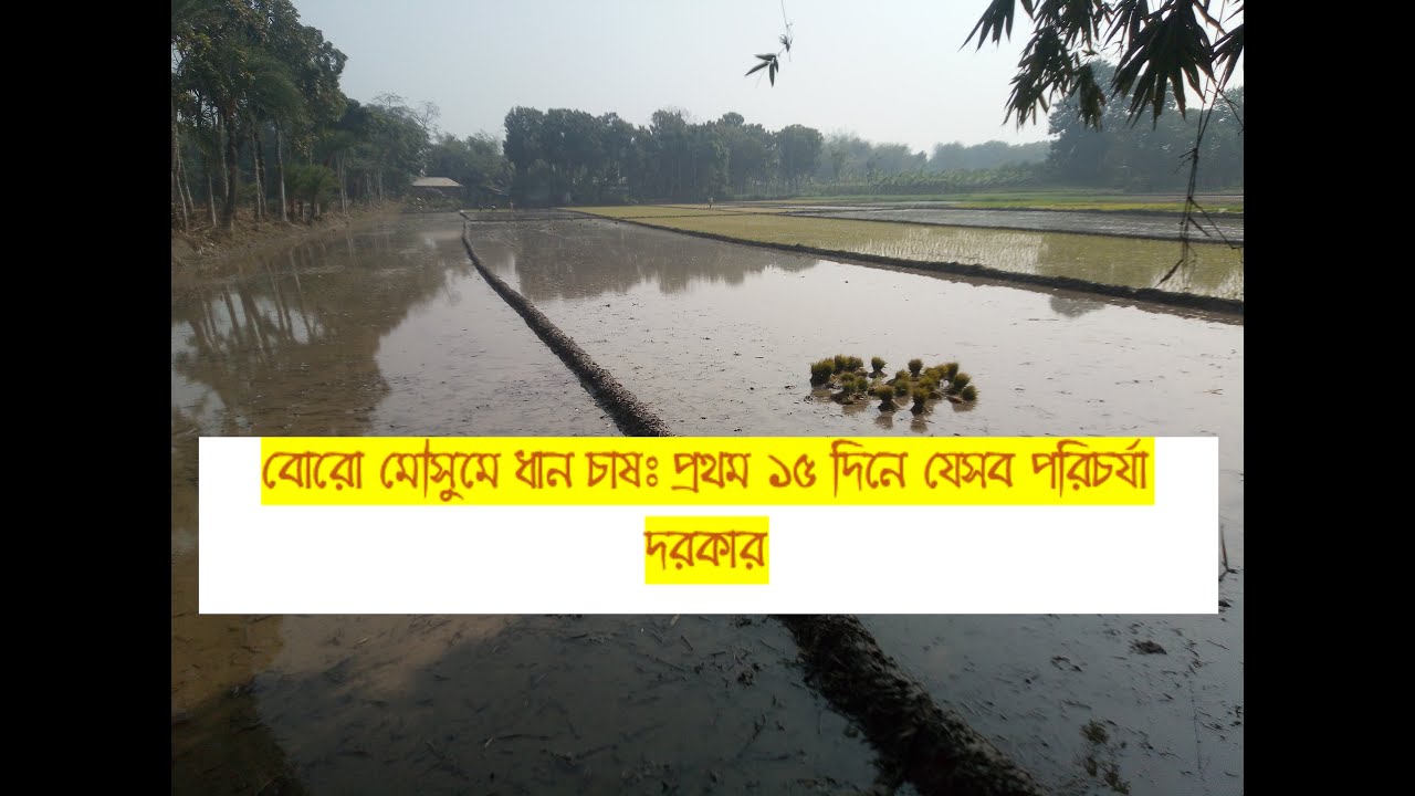 বোরো মৌসুমে ধান চাষ: প্রথম ১৫ দিনে যেসব পরিচর্যা অপরিহার্য