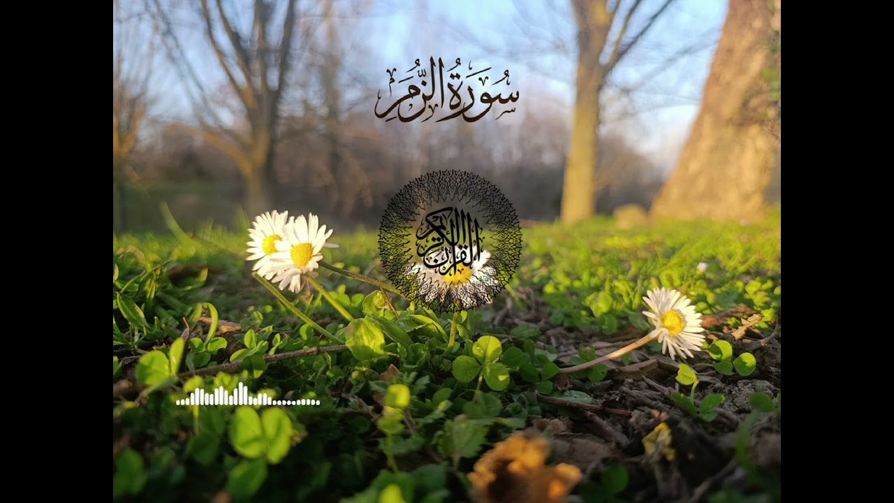 تلاوة هادئة لسورة الزمر || القاريء عبدالرحمان مصلي 