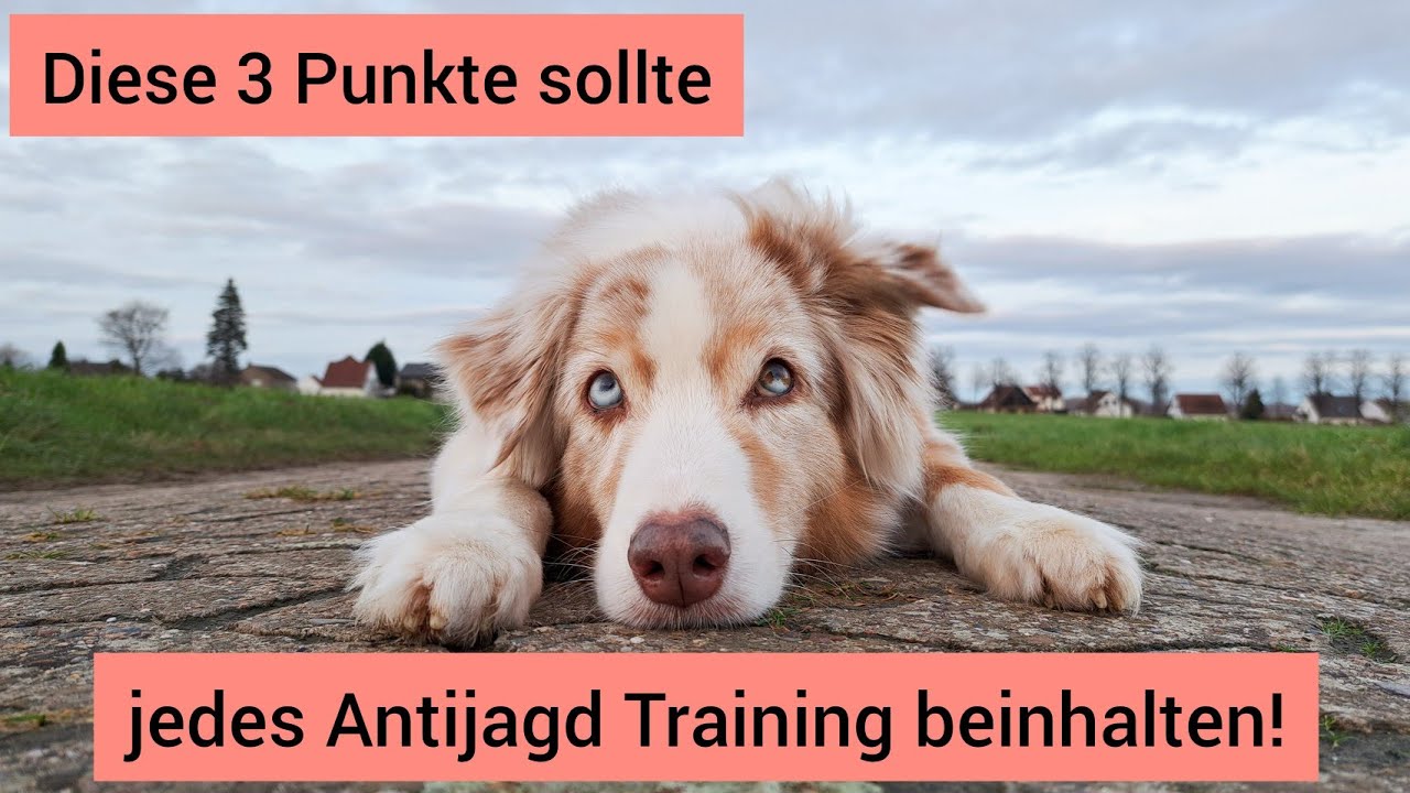 Anti Jagd Training mit dem Hund | Diese 3 Punkte solltest du unbedingt beachten