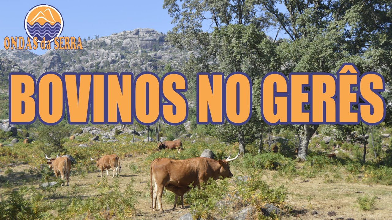Bovinos no Gerês